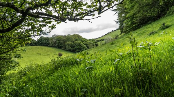 Cricket in England: How a Village Game Became a National Obsession