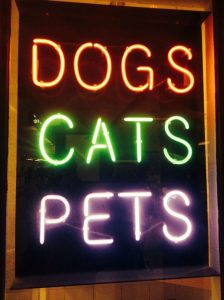 Keeping Pets Calm and Occupied When You’re Home More Than Usual