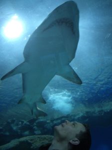 London Aquarium: A Complete Visitor’s Guide