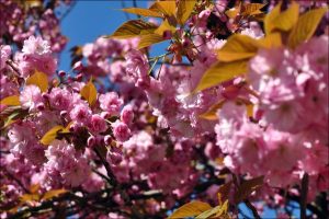 Spring in London: The City Shakes Off Winter